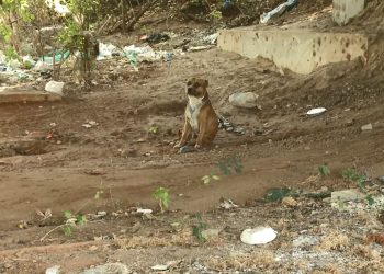 Cão da raça pitbull é encontrado sob a ponte da Barragem de Genésio, em Mossoró