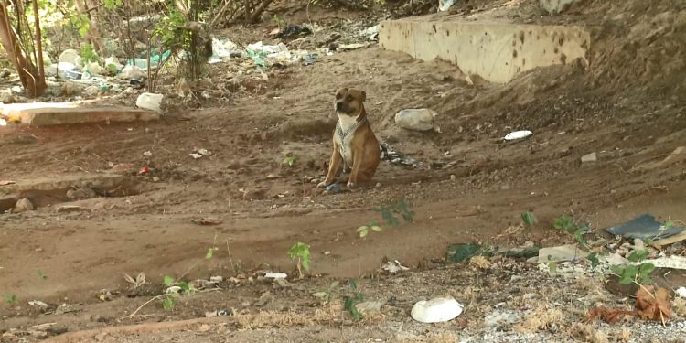 Cão da raça pitbull é encontrado sob a ponte da Barragem de Genésio, em Mossoró