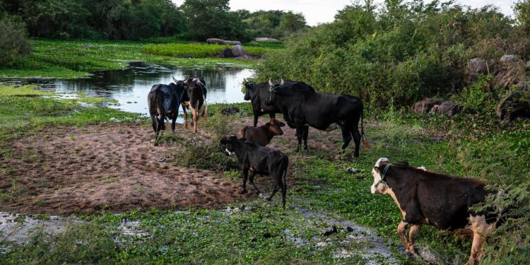Governo do RN decreta situação de seca em 88% do estado